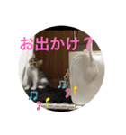 ラブねここ達（個別スタンプ：32）