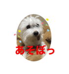 らいじいさん（個別スタンプ：8）