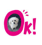 我家のdog②（個別スタンプ：1）
