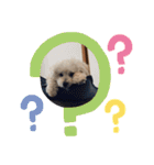 我家のdog②（個別スタンプ：3）