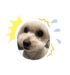 我家のdog②（個別スタンプ：4）