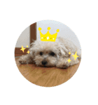 我家のdog②（個別スタンプ：6）