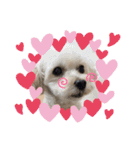 我家のdog②（個別スタンプ：7）