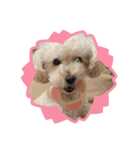 我家のdog②（個別スタンプ：9）