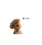 我家のdog②（個別スタンプ：10）