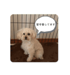 我家のdog②（個別スタンプ：11）