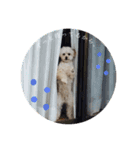 我家のdog②（個別スタンプ：12）