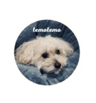 我家のdog②（個別スタンプ：13）