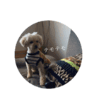 我家のdog②（個別スタンプ：14）