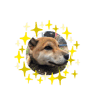 我家のdog②（個別スタンプ：16）