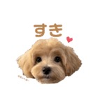 きなこもちver.3（個別スタンプ：5）