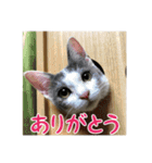 レンミツの毎日暮らし（個別スタンプ：1）