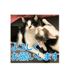 レンミツの毎日暮らし（個別スタンプ：2）