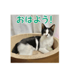 レンミツの毎日暮らし（個別スタンプ：3）