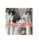 レンミツの毎日暮らし（個別スタンプ：4）