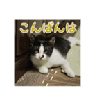 レンミツの毎日暮らし（個別スタンプ：5）