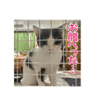 レンミツの毎日暮らし（個別スタンプ：7）