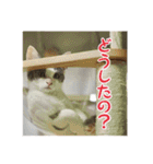 レンミツの毎日暮らし（個別スタンプ：10）