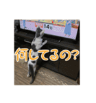 レンミツの毎日暮らし（個別スタンプ：11）