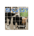 レンミツの毎日暮らし（個別スタンプ：12）