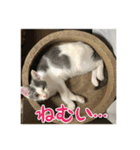レンミツの毎日暮らし（個別スタンプ：15）