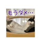 レンミツの毎日暮らし（個別スタンプ：16）