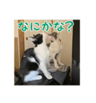 レンミツの毎日暮らし（個別スタンプ：17）