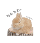 うさぎのだんごとおぐり。（個別スタンプ：1）