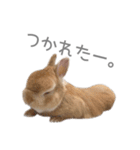 うさぎのだんごとおぐり。（個別スタンプ：2）