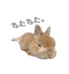 うさぎのだんごとおぐり。（個別スタンプ：3）