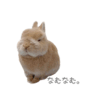 うさぎのだんごとおぐり。（個別スタンプ：4）