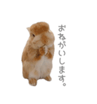うさぎのだんごとおぐり。（個別スタンプ：5）