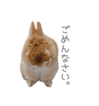 うさぎのだんごとおぐり。（個別スタンプ：6）