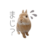 うさぎのだんごとおぐり。（個別スタンプ：8）