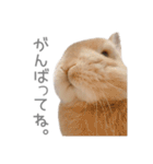 うさぎのだんごとおぐり。（個別スタンプ：9）