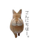 うさぎのだんごとおぐり。（個別スタンプ：10）