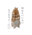 うさぎのだんごとおぐり。（個別スタンプ：11）