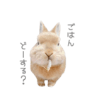 うさぎのだんごとおぐり。（個別スタンプ：13）