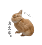 うさぎのだんごとおぐり。（個別スタンプ：14）