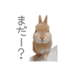 うさぎのだんごとおぐり。（個別スタンプ：15）