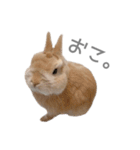 うさぎのだんごとおぐり。（個別スタンプ：16）