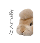 うさぎのだんごとおぐり。（個別スタンプ：17）
