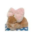 うさぎのだんごとおぐり。（個別スタンプ：19）