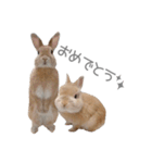 うさぎのだんごとおぐり。（個別スタンプ：20）