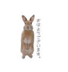 うさぎのだんごとおぐり。（個別スタンプ：22）