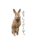 うさぎのだんごとおぐり。（個別スタンプ：23）