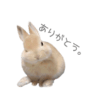 うさぎのだんごとおぐり。（個別スタンプ：24）