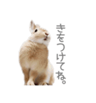 うさぎのだんごとおぐり。（個別スタンプ：25）