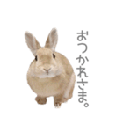 うさぎのだんごとおぐり。（個別スタンプ：27）