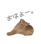 うさぎのだんごとおぐり。（個別スタンプ：29）